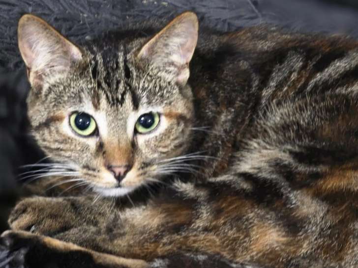 À la recherche d'une famille, chatte tigrée