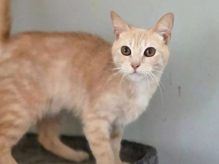 À adopter : chatte d'un an