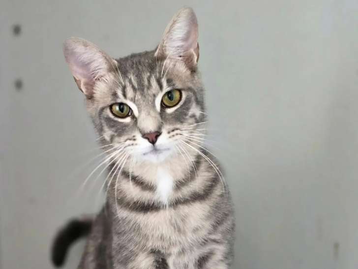 Disponible à l'adoption : chat au pelage tigré