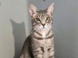 Disponible à l'adoption : chat au pelage tigré