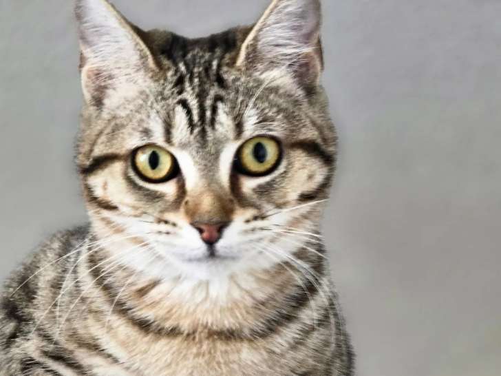 En attente d'adoption : chatte âgée d'un an