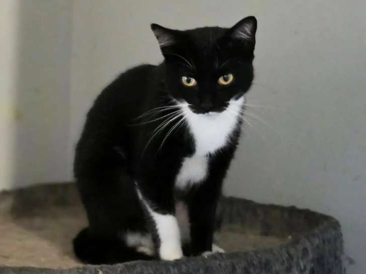 Prête pour l’adoption : chatte âgée d'un an