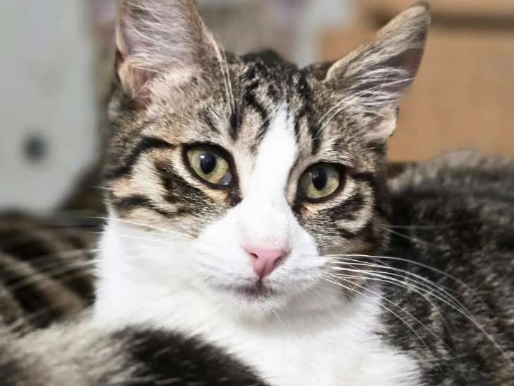 En attente d'une famille : chaton femelle de 10 mois