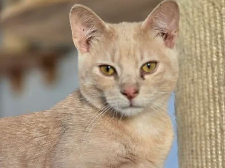 À accueillir : chat d'un an