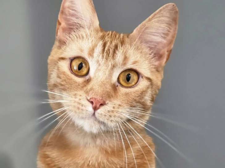 En quête d'une famille : chatte de 2 ans
