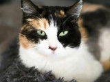Adoption disponible : chatte tricolore