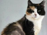 Adoption disponible : chatte tricolore