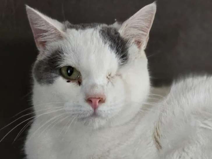 À la recherche d’un foyer : chatte de 3 ans