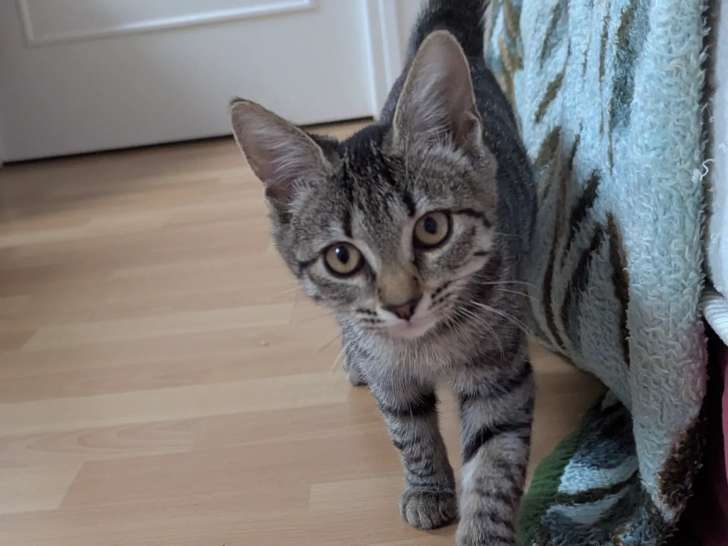 Chaton femelle de 4 mois à adopter