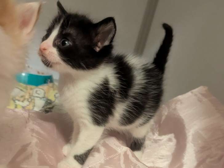 Chaton femelle d'un mois disponible à l'adoption