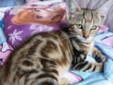 Chaton femelle de 3 mois en attente d'adoption