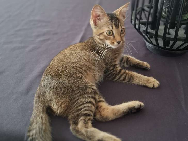 Chaton mâle tigré prêt pour l'adoption