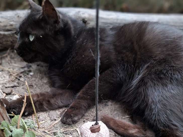 Chatte adulte de couleur noire en attente d’un foyer
