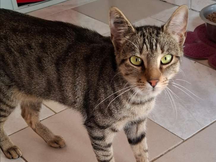 Chatte d'un an à accueillir