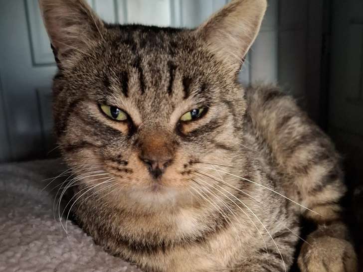 Adoption disponible : chat à la fourrure tigrée
