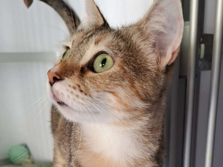 Chatte d'un an à la recherche d'une famille