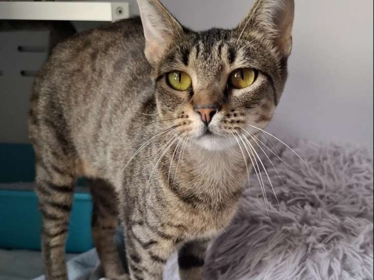 À adopter, chatte tigrée