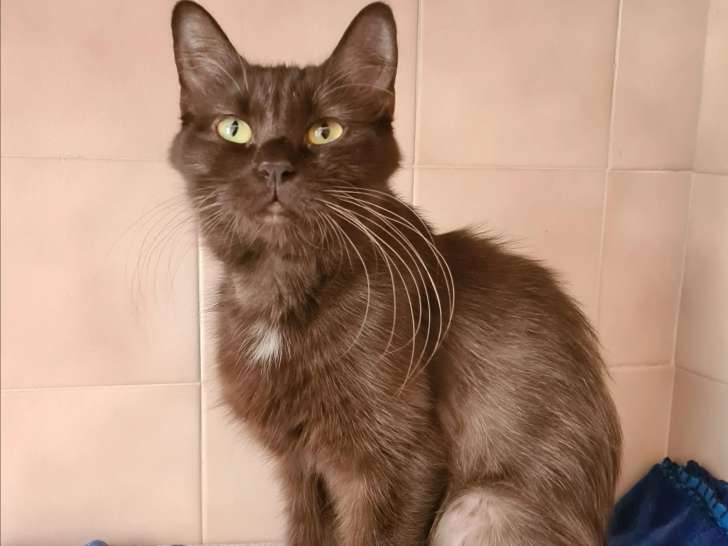 Disponible à l'adoption, chatte Angora Turc au pelage chocolat