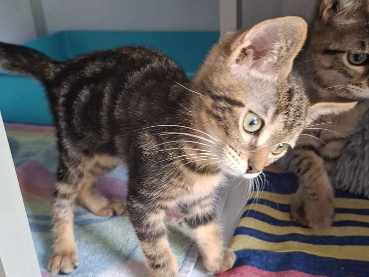 En attente d'adoption, chaton femelle de 3 mois