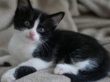 Prêt pour l’adoption, chaton mâle noir et blanc