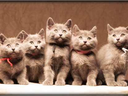 le 6ème se cache sous la table