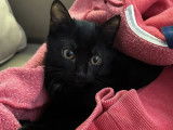À adopter : chatonne noire