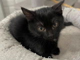 À adopter : chatonne noire