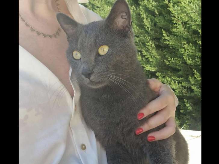 Disponible à l'adoption : chat Chartreux au pelage gris