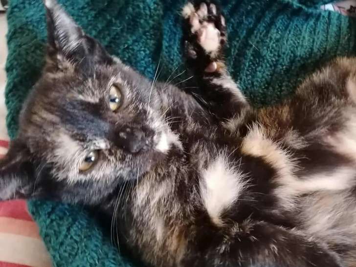 En attente d'adoption : chaton femelle de 4 mois