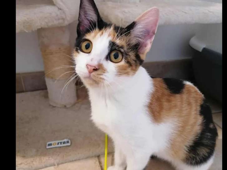 Prêt pour l'adoption : chaton femelle tricolore