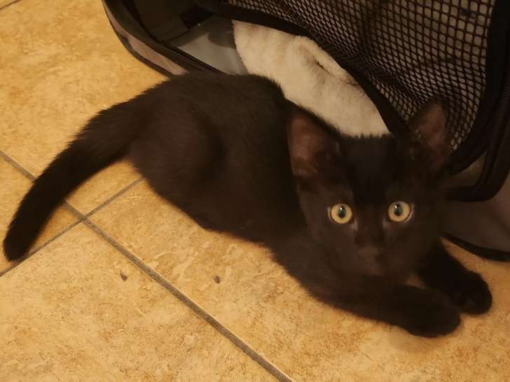 En attente d'une famille : chaton mâle noir