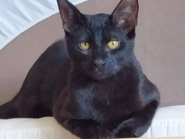 À accueillir : chaton mâle de 4 mois