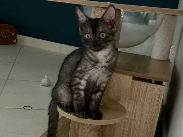 En quête d’un foyer : chaton mâle de 3 mois