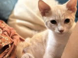Adoption disponible : chaton mâle roux et blanc