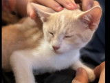 Adoption disponible : chaton mâle roux et blanc