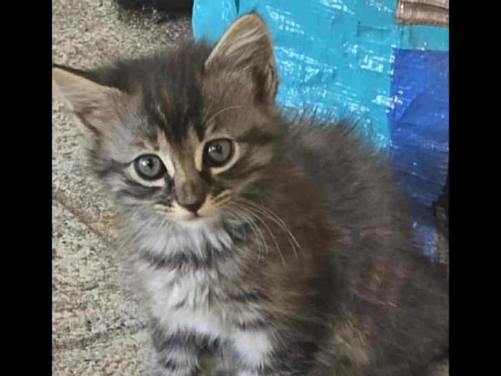 À la recherche d'une famille : chaton femelle tigré