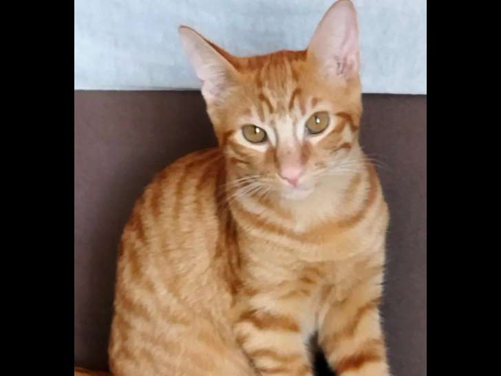 Chaton mâle roux à adopter