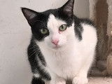 Chat noir et blanc disponible à l'adoption