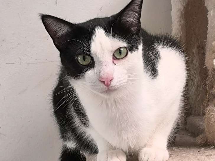 Chat noir et blanc disponible à l'adoption