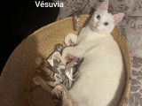 Chatte blanche en attente d'adoption