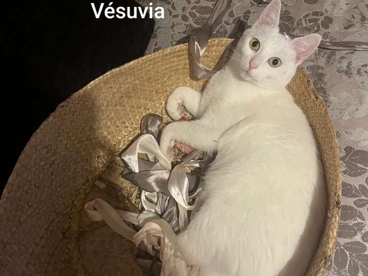 Chatte blanche en attente d'adoption