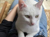 Chatte blanche en attente d'adoption