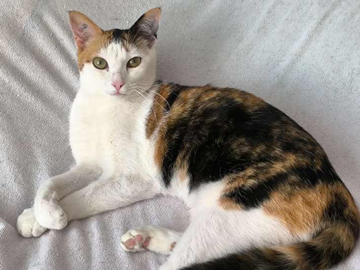 Chatte tricolore prête pour l'adoption