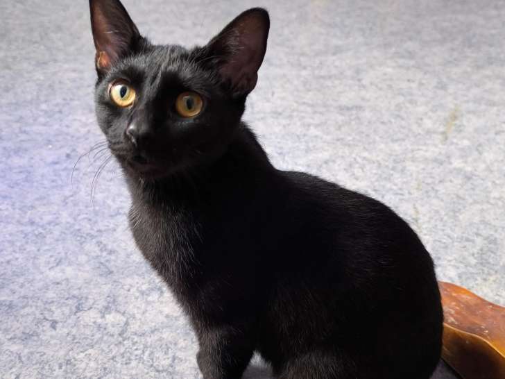 Chatte noir en attente d'une famille