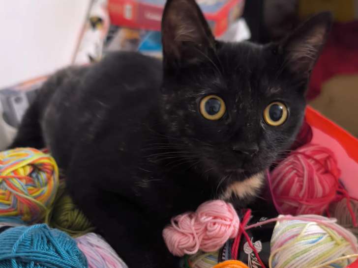 Chatonne de 5 mois à accueillir