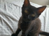 Chaton mâle de 4 mois en quête d'une famille