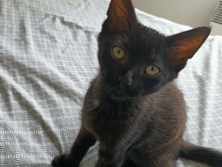 Chaton mâle de 4 mois en quête d'une famille