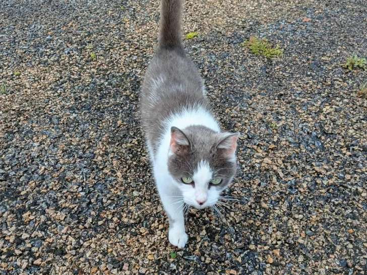 Adoption disponible : chatte grise et blanche