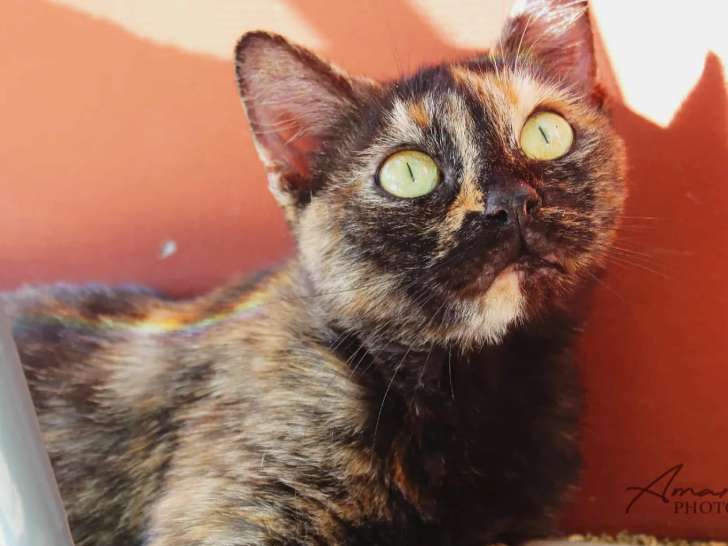 Chatte de 4 ans à la recherche d'un foyer