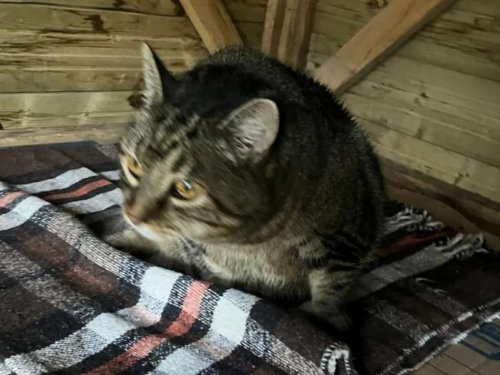 À adopter, chatte tigrée